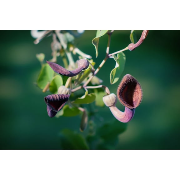 25 Heirloom Tropical Seeds- Dutchmans Pipe -- - Aristolochia tagala