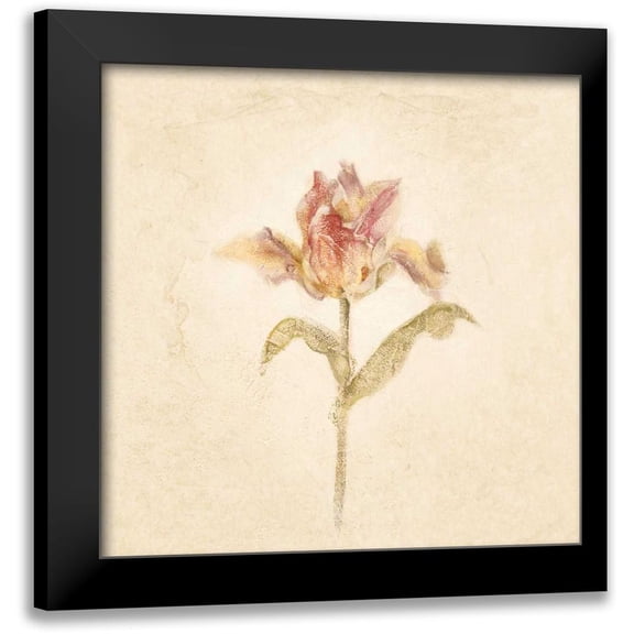 Blum, Cheri 12x12 Black Modern Framed Museum Art Print Titled - Zoomer Schoon Tulip on White Crop