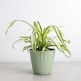 thumbnail image 6 of Live Spider Plant - Pet Safe - 4" Decorative Pot Cover - Sage, 6 of 9