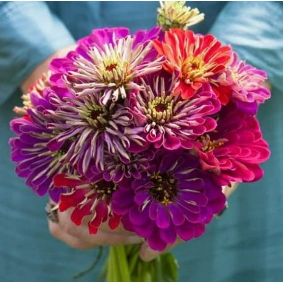 Zinnia Seeds for Planting - Meteor Shower Mix (100 Seeds)