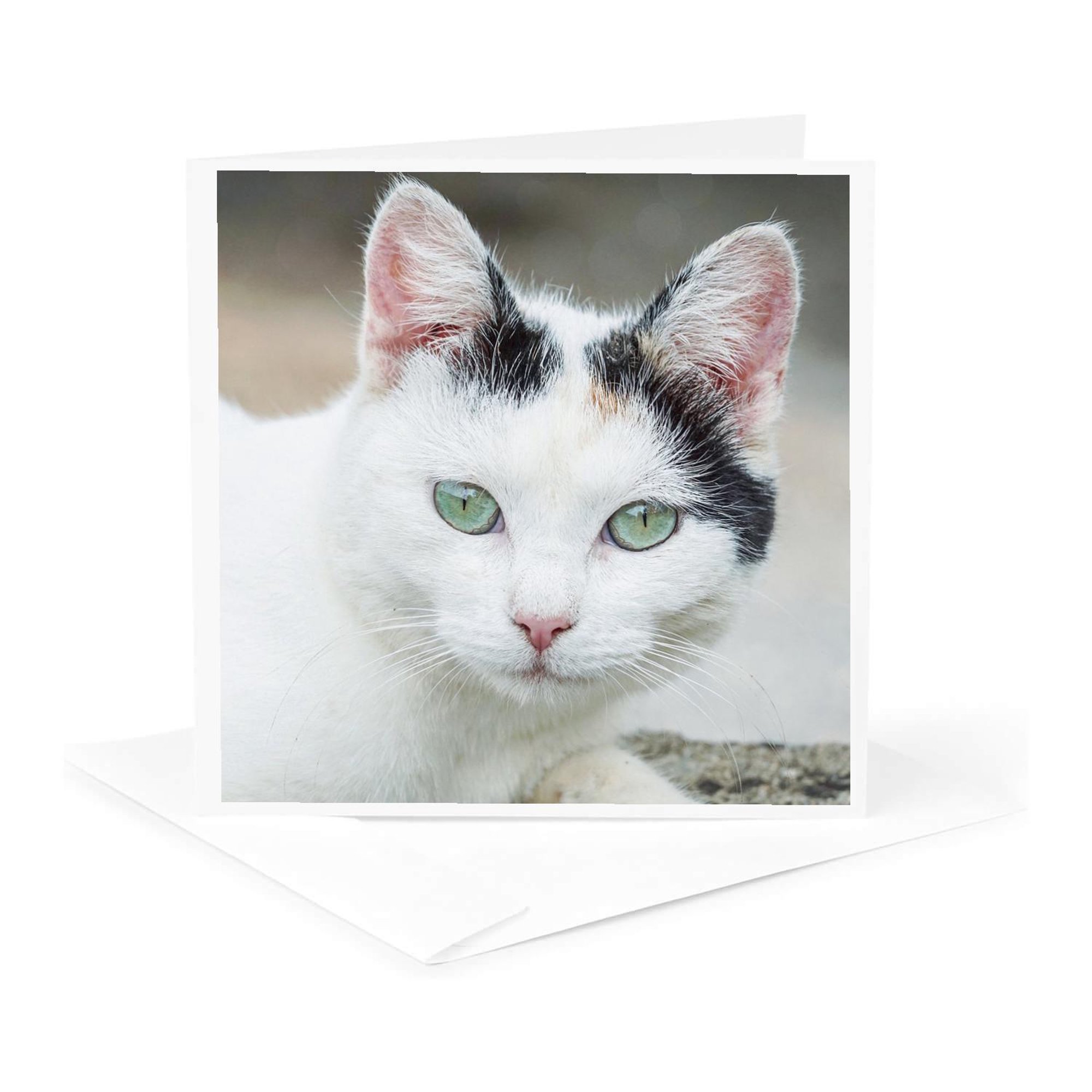 3drose Funny Close up View of Cat Pet Kitten Animal 1 Greeting Card with Envelope