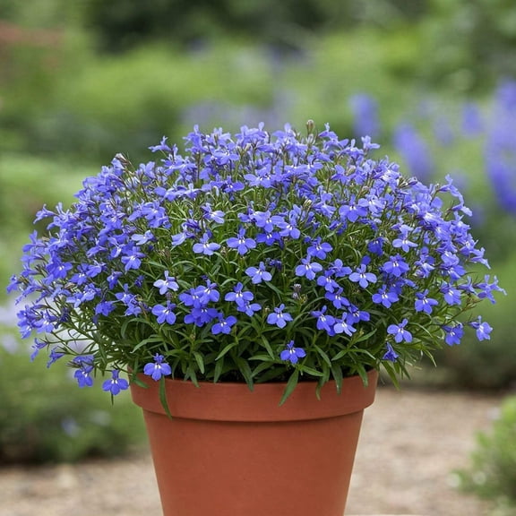 Mr Fothergill's Lobelia Blue Oh Sow Simple Flower Seed Easy to Grow