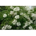 thumbnail image 4 of RedCrocus American Elderberry Sambucus Canadensis &mdash; Fragrant White Flowers, Edible Berries, Native Shrub for Garden, Pollinator-Friendly, Container Use  1 Gallon, 4 of 40