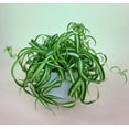 thumbnail image 6 of Bonnie Curly Spider Plant, Curly Spider Plant Live Indoor Houseplant 2 Inches Potted, 6 of 8