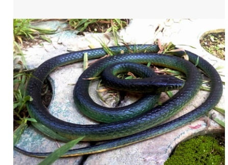 realistic rubber snake