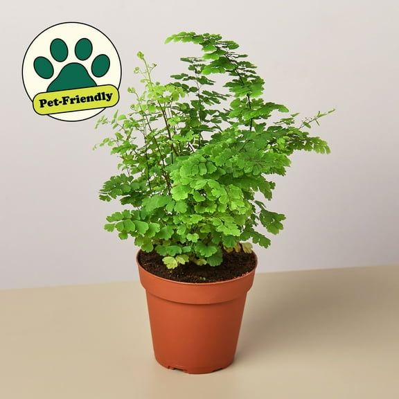 Maidenhair Fern, 4" Pot, Indoor Houseplant, Easy Care, Live Plant for Indoor & Outdoor