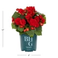 thumbnail image 4 of Better Homes & Gardens 8" Red Begonia Live Annual Plant Shade 3-Pack 2QT Grower Pots, 4 of 6