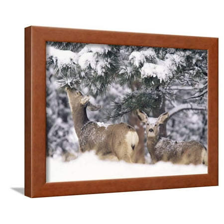 Mule Deer Mother and Fawn in Snow, Boulder, Colorado, United States of America, North America Framed Print Wall Art By James