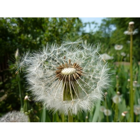 - Framed Art For Your Wall Flower Garden Seeds Meadow Summer Dandelions 10x13 Frame