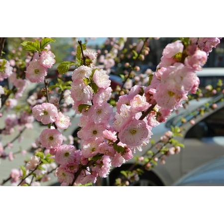 Sakura Spring - Canvas Print Bloom Blooming Sakura Spring Sakura Stretched Canvas 32 x 24