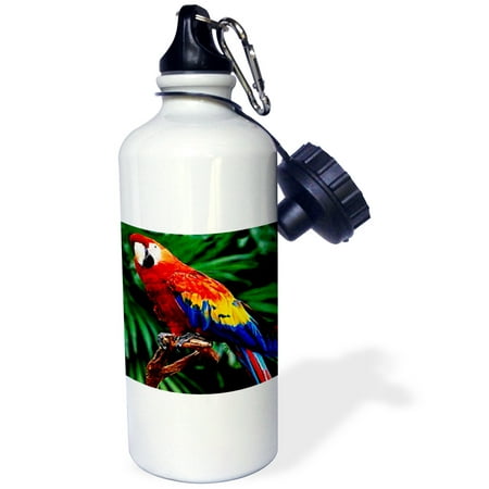 

3dRose Scarlet Macaw Sports Water Bottle 21oz