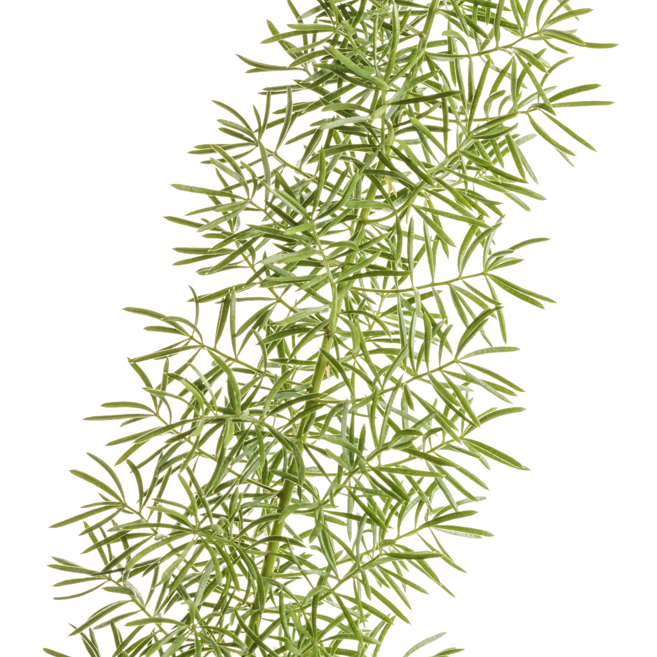 Proven Winners 5"   Myersii Foxtail Fern Live Plant in 4.5" Pot