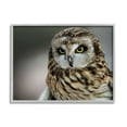thumbnail image 4 of Daniel Sproul Fierce Hunting Owl Modern Bokeh 20 in x 16 in Framed Photographic Wall Art, by Stupell Home Décor, 4 of 5