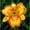 C, variant on Daylily Bulbs, Mixed Hemerocallis Bare Root Plants, Perennial Flower Roots for Garden Beds, Borders, Patio Containers