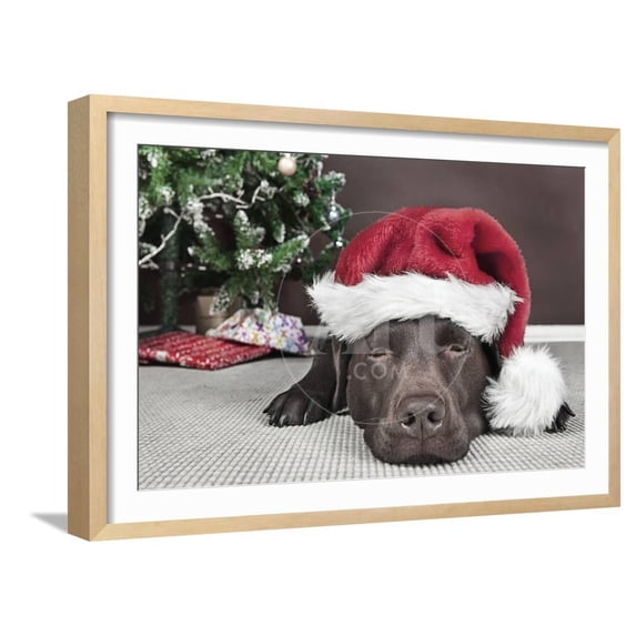 Labrador in Santa Hat Sleeping by Xmas Tree, Animals Framed Art Print Wall Art Sold by Art.Com