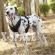 thumbnail image 4 of Arnés Para Perros Pequeños Y Grandes Con Correa Ajustable, 4 of 8