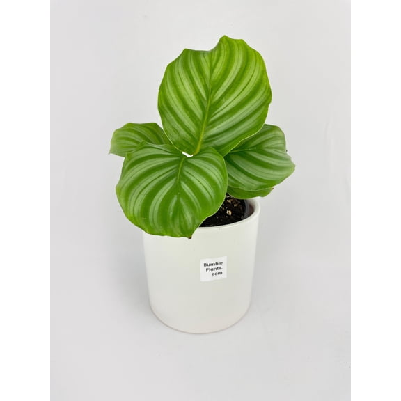 Calathea Orbifolia - Live Air-Purifying Indoor Plant in Nursery Pot – Easy Care, Low Maintenance Houseplant for Home & Office Decor, Natural Air Cleaner, Best for Beginners (4"Pot)