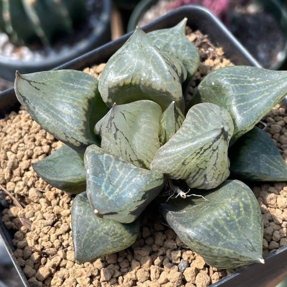 Rare Succulents - Haworthia Emelyae var. Comptoniana 'Urahannya'