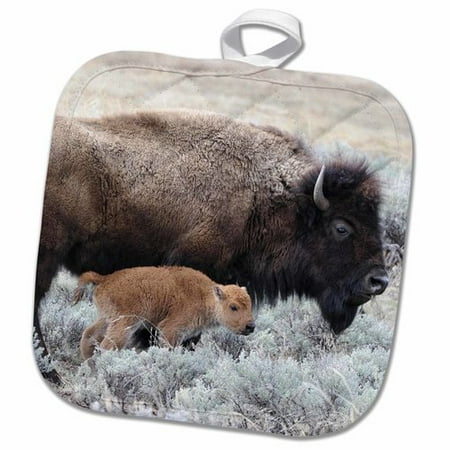 

3dRose Wyoming Cow Bison Yellowstone National Park - US51 GRE0044 - Gerry Reynolds - Pot Holder 8 by 8-inch