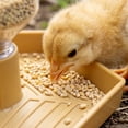 thumbnail image 5 of Quail Feeder and Waterer for Farm,Gravity Auto Poultry Food Dispenser,Dry/Wet Separation,Multi-Functional Water & Feed Container for Chicks,Quails & Small Farm Birds,Gold, 5 of 7