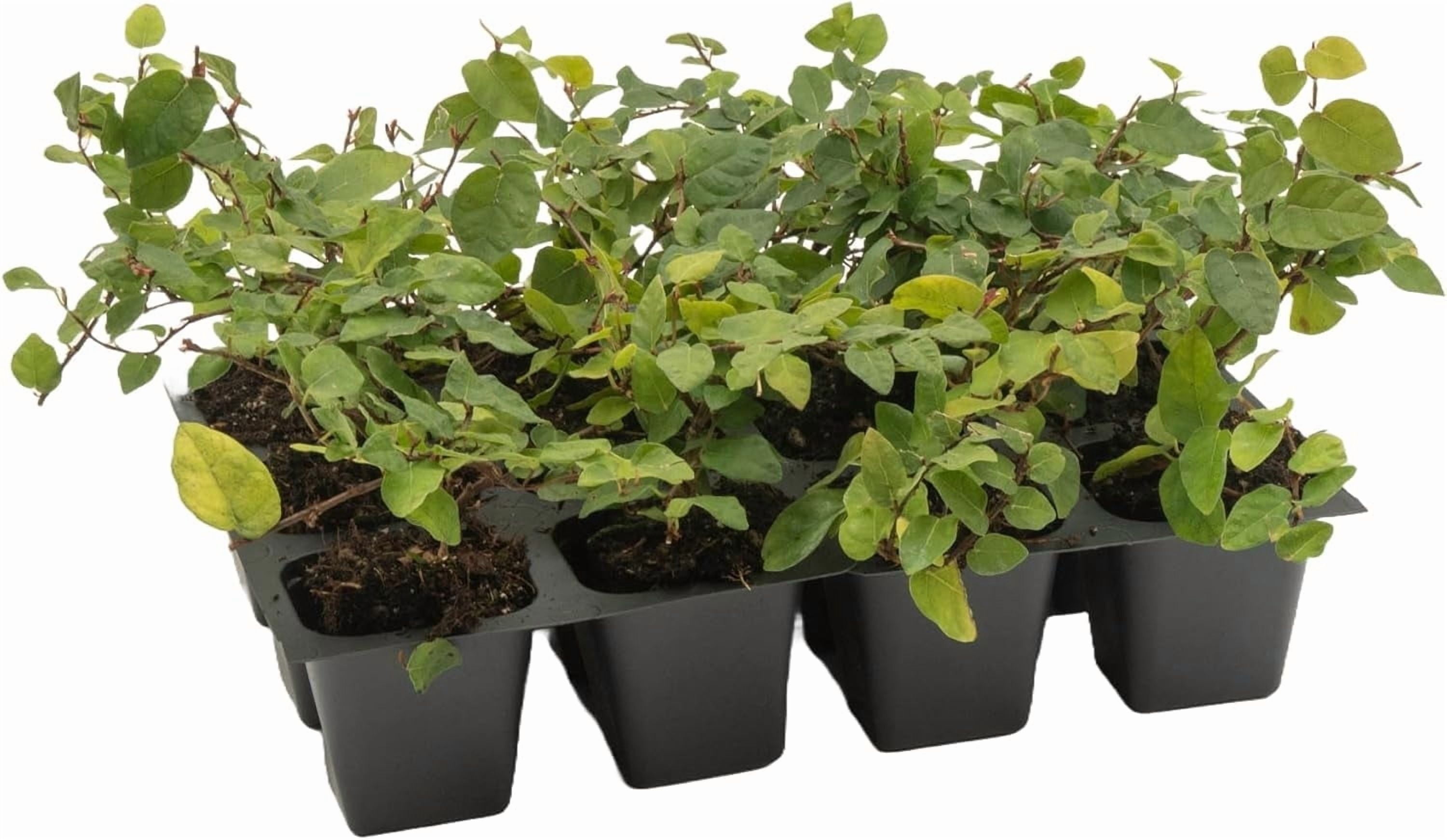 12 Ficus Repens Creeping Fig Live Plants – Starter Vines in 2.5” Nursery Cubes for Fast Coverage, Living Walls, Topiaries & Indoor/Outdoor Landscaping
