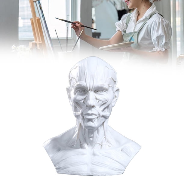 Cabeza Anatómicamente Molde Cabeza Molde Figura Coleccionable Pintura Referencia, Estatua Escultura Decorativa Cabeza Humana Molde Ornamento