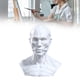 thumbnail image 1 of Cabeza Anatómicamente Molde Cabeza Molde Figura Coleccionable Pintura Referencia, Estatua Escultura Decorativa Cabeza Humana Molde Ornamento, 1 of 8