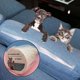 thumbnail image 3 of Cinta protectora antiarañazos para gatos, rollo de cinta antiarañazos S3 H7, prevención de arañazos de gato Y9O6, 3 of 8