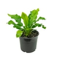 thumbnail image 5 of Plant with Purpose 6 in Bird's Nest Fern Live Houseplant with Bright Indirect Sunlight  - 2 Piece, 5 of 6