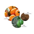 thumbnail image 3 of Gel de baño y ducha Molton Brown Sunlit Clementine & Vetiver 300 ml, 3 of 5