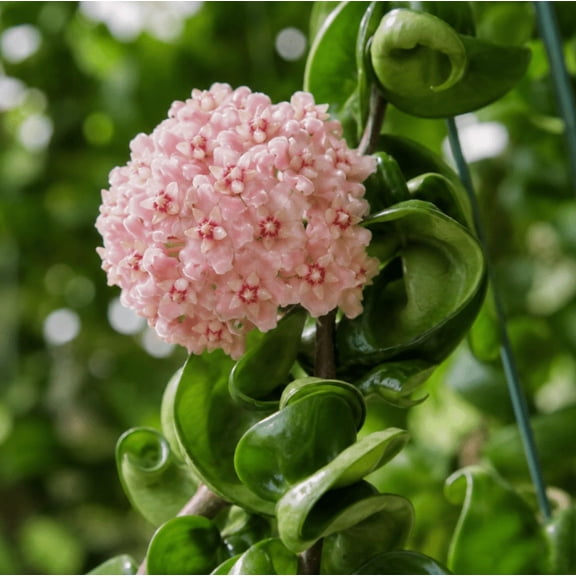 Hoya Hindu Rope Plant, 4 Inch Pot, Curly Hoya Houseplant, Indoor Tropical Plant, Easy Care Succulent Vine for Indoor, Outdoor Garden