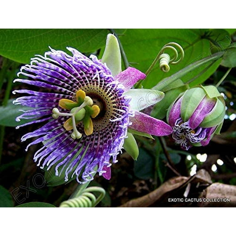 Ada Felix Inc. Sweet Granadilla Plant Seeds (10 Pack)