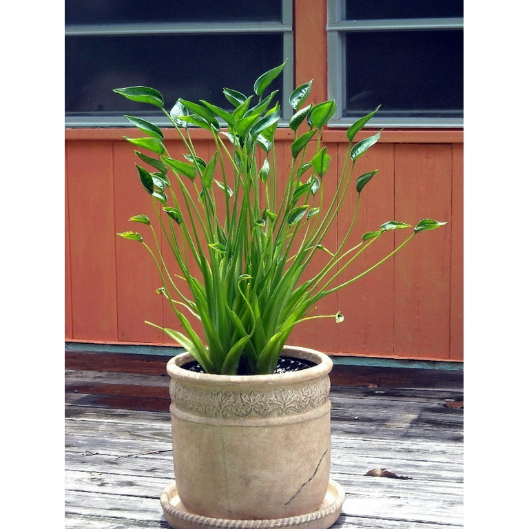 bambino fiddle leaf fig Dwarf Fiddle Leaf Bambino in 1 Gallon main image 1