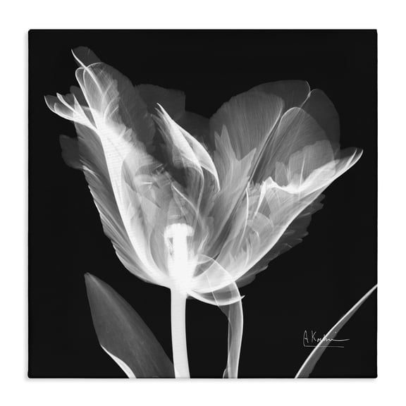 Stupell Industries Contemporary Tulip Flower X-Ray Canvas Art, 24 x 24, by Albert Koetsier