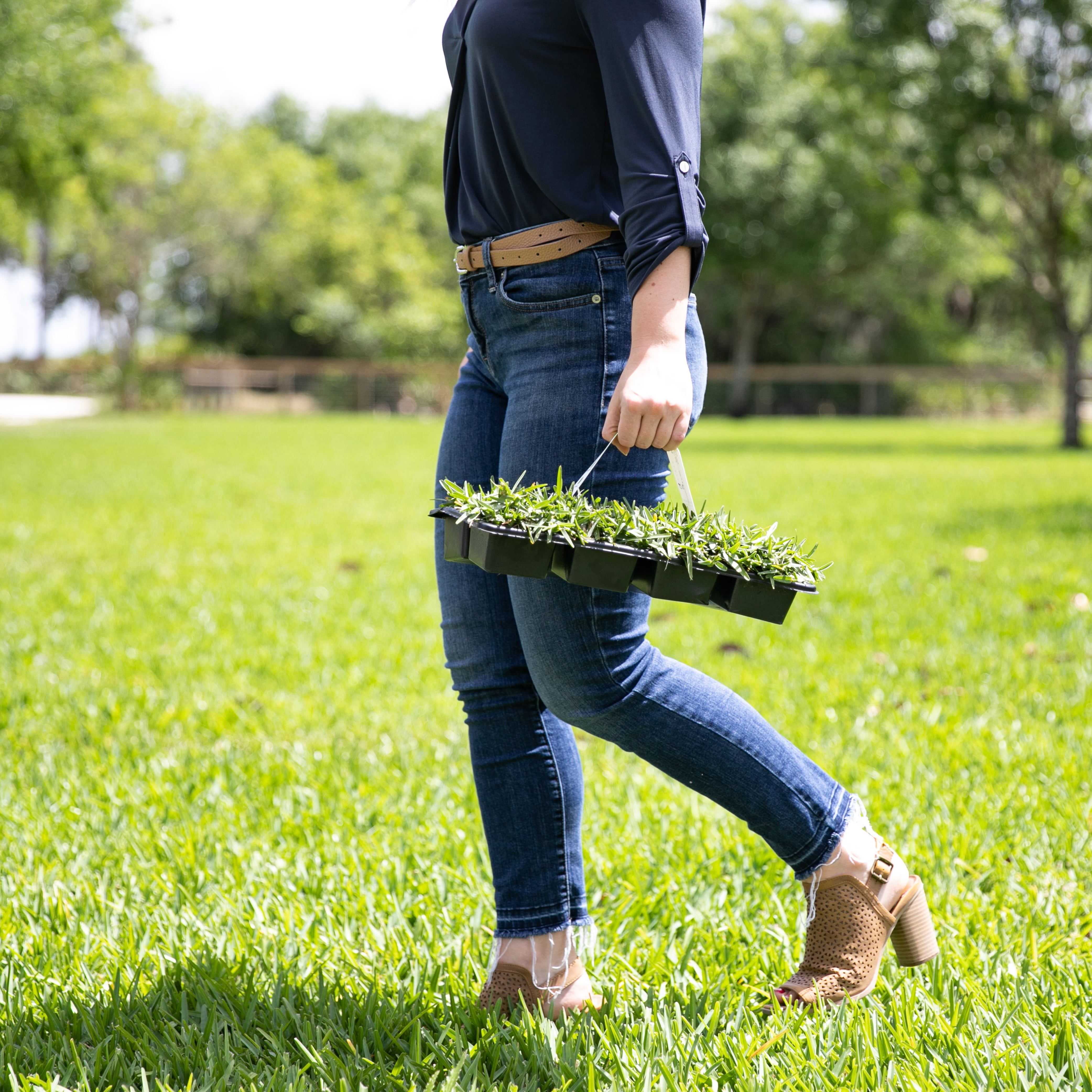 Sod Pods Grass St Augustine CitraBlue Grass Plug, Drought Resistant