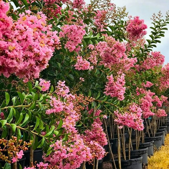 Sioux Pink Crape Myrtle - Live Plant - ( 1 QT )