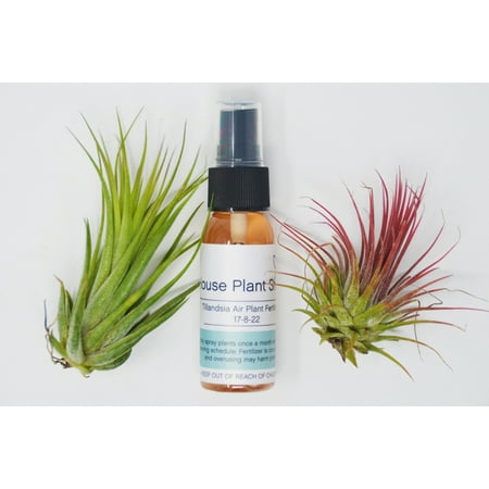 2 Tillandsia Air Plant Pack with Fertilizer Spray / 2-3 Inches