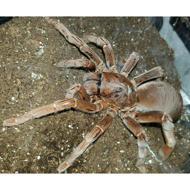 King Baboon Tarantula Spider Insect12 Inch BY 18 Inch Laminated Poster