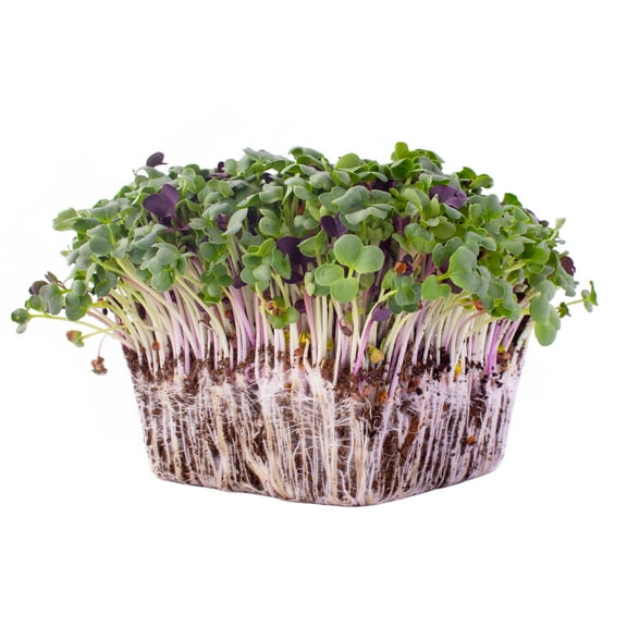 Colorful Radish Microgreens Seeds Mix - 1 Oz ~165 Seeds - Colorful Blend of Radish Microgreens Including Green, Red Stem and Purple Microgreens - Grow Micro Greens