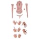 thumbnail image 1 of 1/6 Garra Mano Modelos para Femenina Uñas Púrpura+Ropa Interior de Encaje Rosa 1/6 para una de Acción, 1 of 9