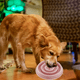 thumbnail image 5 of Cuenco para perros de comedero lento mediano, cuenco antihinchazón, antiahogo, antigolpes y cuenco de alimentación divertido Adepaton CPB-US-CJZ656-4, 5 of 5