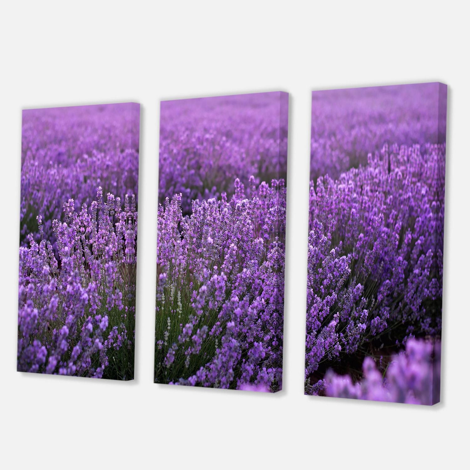 Designart Blooming Purple Lavender Field Canvas Wall Art