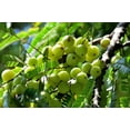 thumbnail image 5 of 10 INDIAN GOOSEBERRY Phyllanthus Emblica Emblic Edible Fruit Tree Seeds, 5 of 10