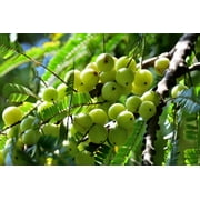 10 INDIAN GOOSEBERRY Phyllanthus Emblica Emblic Edible Fruit Tree Seeds