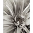 thumbnail image 2 of Blaustein, Alan 12x14 White Modern Wood Framed Museum Art Print Titled - Florison - 21, 2 of 4