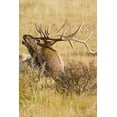 thumbnail image 2 of Lord, Fred 23x32 Black Ornate Wood Framed with Double Matting Museum Art Print Titled - CO, Rocky Mts Bull elk rests in grassy field, 2 of 4