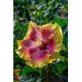 thumbnail image 2 of Engelbrecht, Jim 17x24 Gold Ornate Wood Framed with Double Matting Museum Art Print Titled - Hibiscus flower, 2 of 4