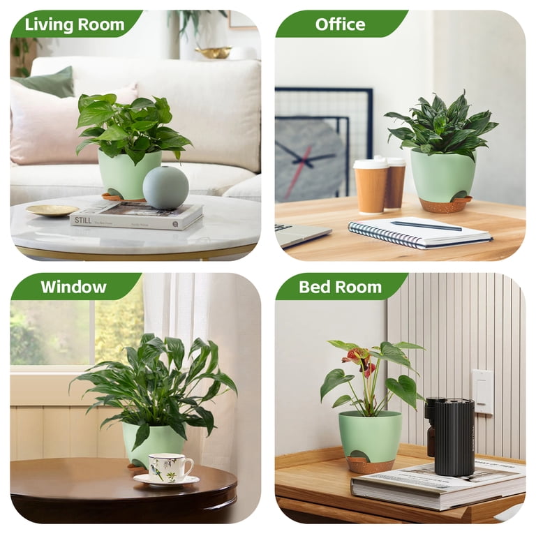 brazil leaf philodendron Philodendron cordatum 'Brasil' 8