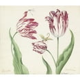 thumbnail image 2 of Jacob Marrel 17x15 Gold Ornate Wood Frame and Double Matted Museum Art Print Titled - Three Tulips with Water Teachers and Another Insect (1639), 2 of 4