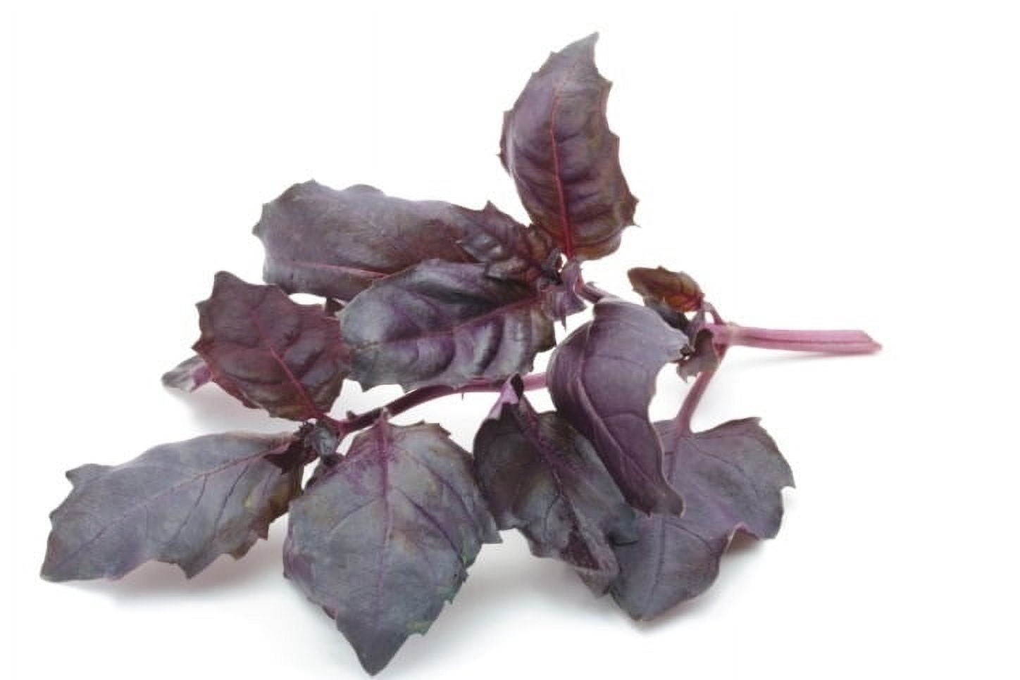 Basil "Genovese" Organic Seeds